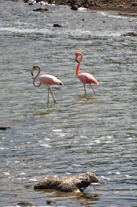 Flamingos se alimentam em lago do Parque Nacional Washington-Slagbai, no norte de Bonaire